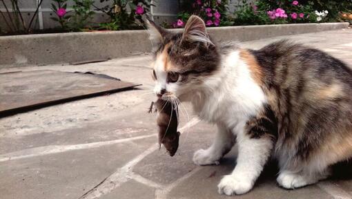 Cats catching treats hotsell